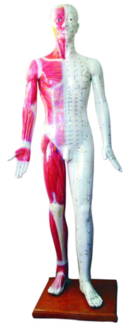 人体针灸模型178cmQY-XJCW501