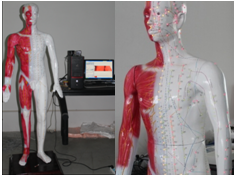 光电感应多媒体人体针灸穴位发光模型QY-AMDXE