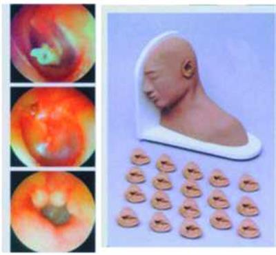高级耳部检查模型QY114-100