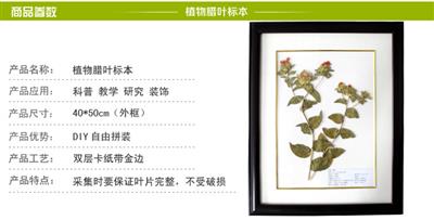 红花腊叶标本 菊科标本-无患子科