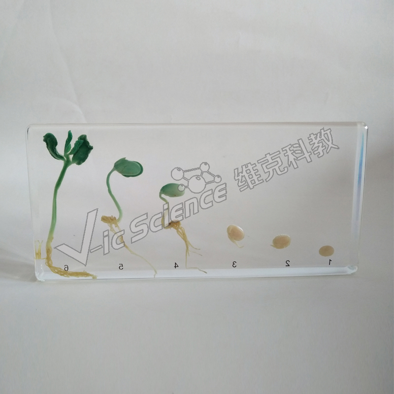 有机琥珀豆发芽过程标本褐藻植物标本