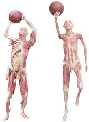 解剖塑化标本心肌和纤维环