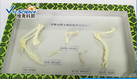脊椎动物五纲前肢骨比较标本 动物标本