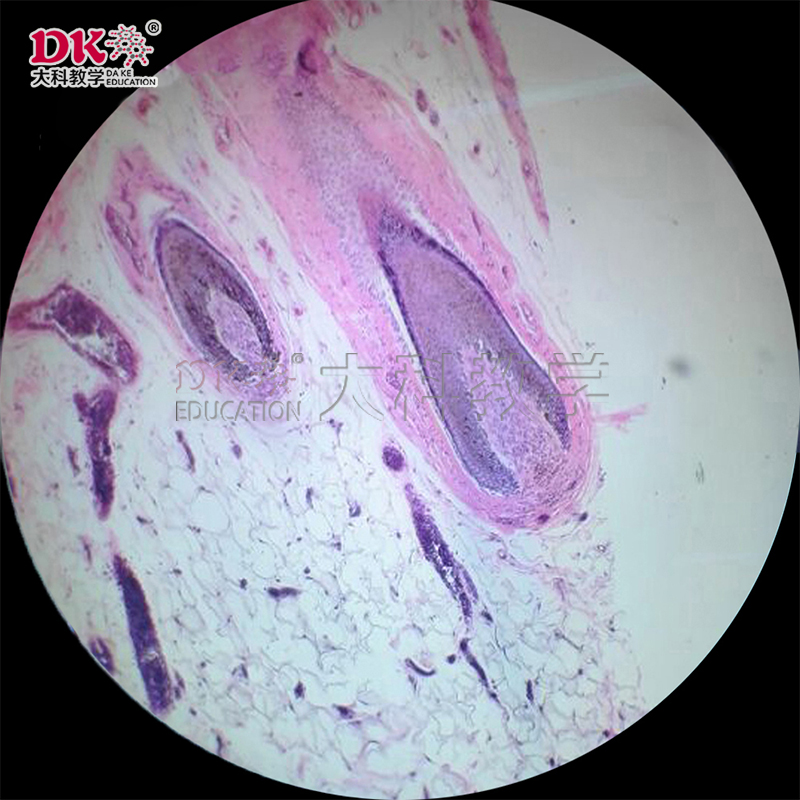 组织胚胎学生物切片毛囊