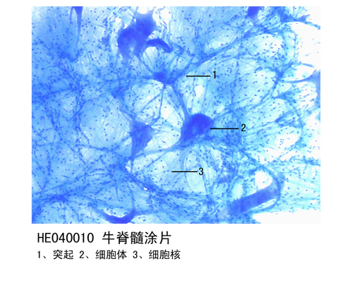 神经组织和系统牛脊髓涂片